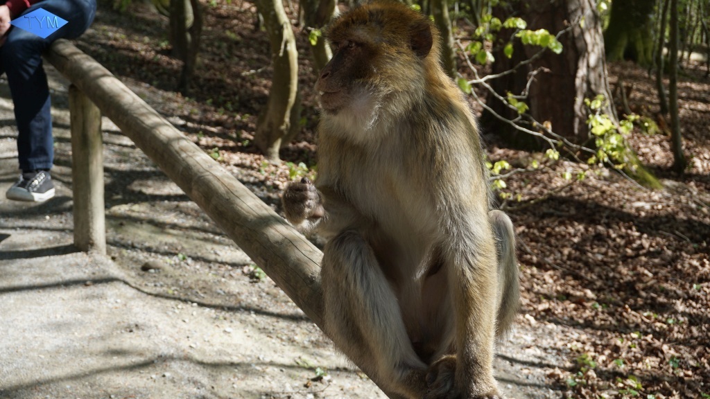 Not EYYM 2017 in Markdorf