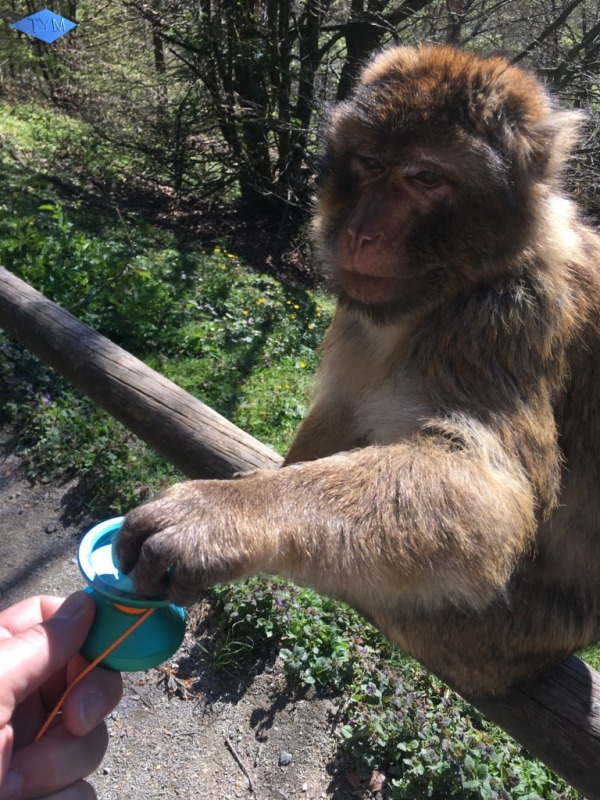 Not EYYM 2017 in Markdorf