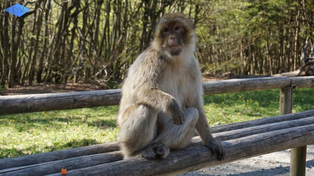 Not EYYM 2017 in Markdorf