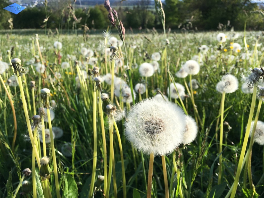 Not EYYM 2017 in Markdorf