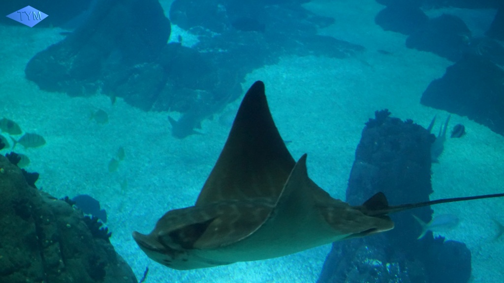 European Yo-Yo Meeting 2018 in Lisbon