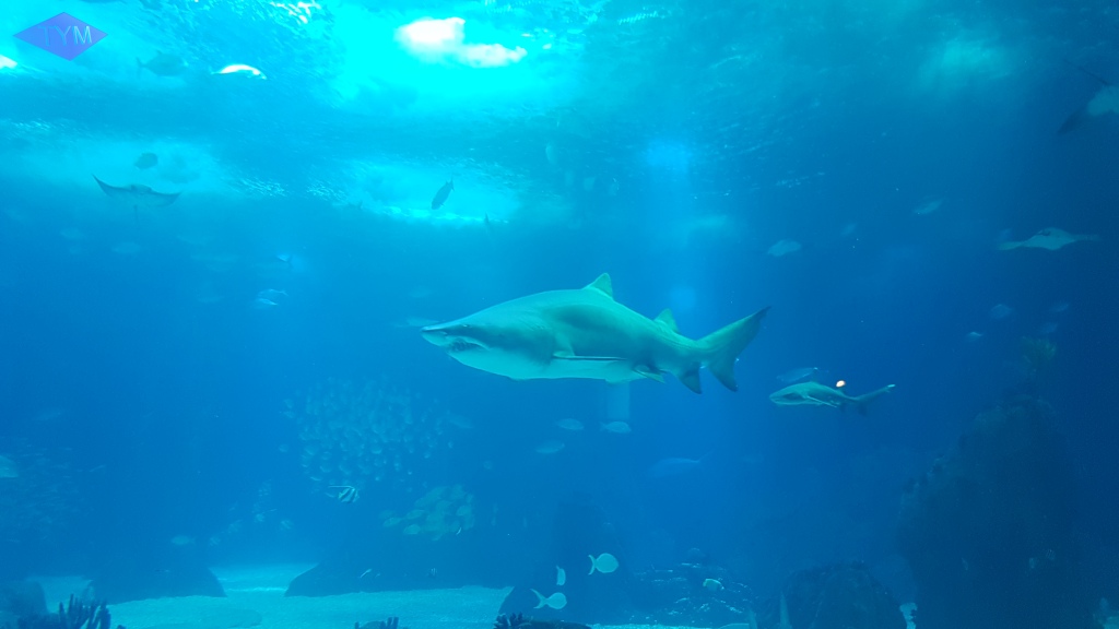 European Yo-Yo Meeting 2018 in Lisbon