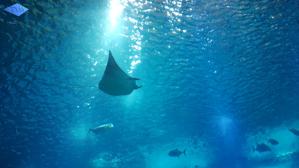 European Yo-Yo Meeting 2018 in Lisbon