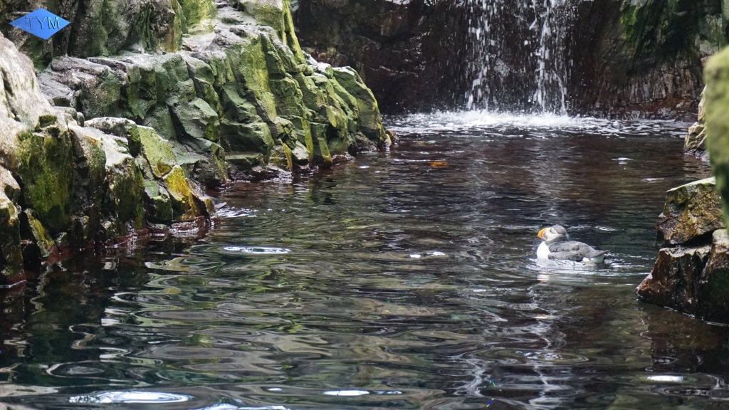 European Yo-Yo Meeting 2018 in Lisbon