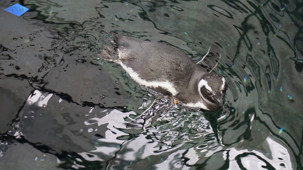 European Yo-Yo Meeting 2018 in Lisbon