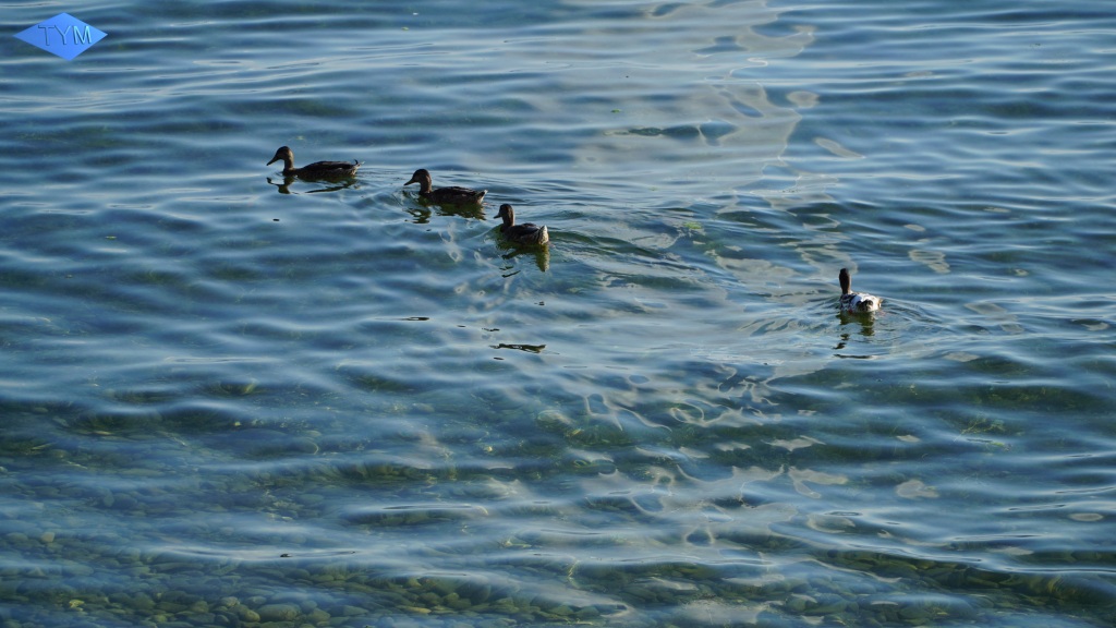 Kulturufer Friedrichshafen 2018