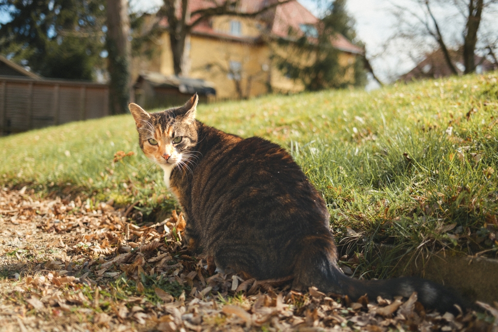 Yo-Yo Ostercamp Weimar 2026