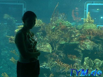 Torty and the fishes