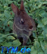 Magic Kingdom rabbit