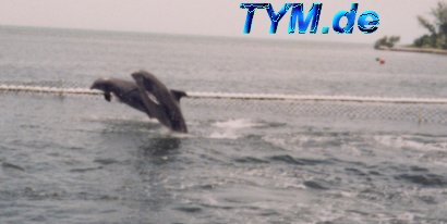 Dolphin Research Center