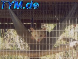 Mr. Racoon chillt in der Hngematte