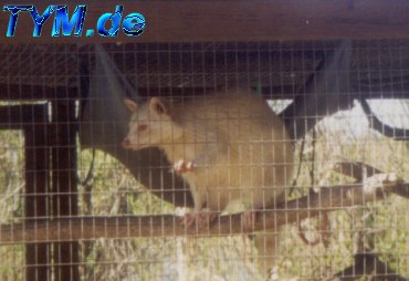 Mr. Racoon checkt die Lage